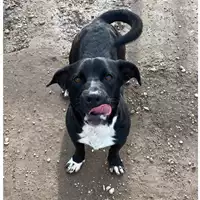 Foto dell\'animale cane - Matr. 2024/1762 - Microchip 380260044998076