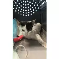 Foto dell\'animale gatto - Matr. 2024/1770 - Microchip 380260170343244