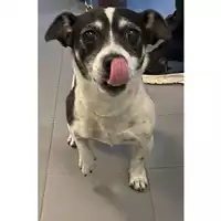 Foto dell\'animale cane - Matr. 2024/0909 - Microchip 380260100359007