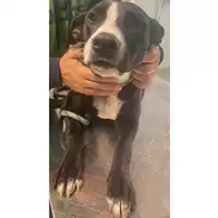 Foto dell\'animale cane - Matr. 2024/1780 - Microchip 380260170343256