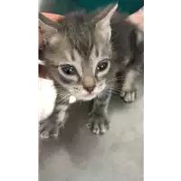 Foto dell\'animale gatto - Matr. 2021/0813 - Microchip 380260044280473