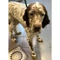 Foto dell\'animale cane - Matr. 2024/1784 - Microchip 380260002924205
