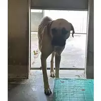 Foto dell\'animale cane - Matr. 2024/1786 - Microchip 380260170343457