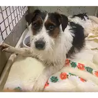 Foto dell\'animale cane - Matr. 2024/1782 - Microchip 380260170343101