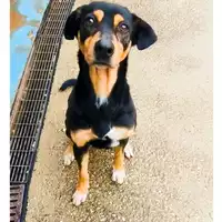 Foto dell\'animale cane - Matr. 2024/1787 - Microchip 380260170343453