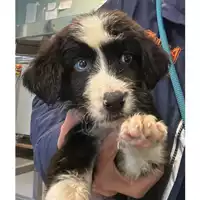 Foto dell\'animale cane - Matr. 2024/1788 - Microchip 380260170343450