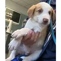 Foto dell\'animale cane - Matr. 2024/1789 - Microchip 380260170343448