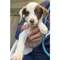 Foto dell\'animale cane - Matr. 2024/1790 - Microchip 380260170343459