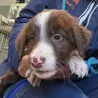 Foto dell\'animale cane - Matr. 2024/1791 - Microchip 380260170343456