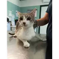 Foto dell\'animale gatto - Matr. 2021/0812 - Microchip 380260044280486