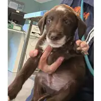 Foto dell\'animale cane - Matr. 2024/1792 - Microchip 380260170343441