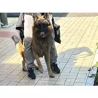 Foto dell\'animale cane - Matr. 2024/1793 - Microchip 380260101501985