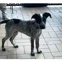 Foto dell\'animale cane - Matr. 2024/1212 - Microchip 380260170343827