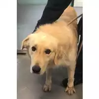 Foto dell\'animale cane - Matr. 2024/1794 - Microchip 380260102124640