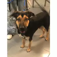 Foto dell\'animale cane - Matr. 2024/1798 - Microchip 380260170343446