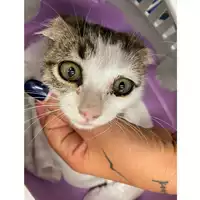 Foto dell\'animale gatto - Matr. 2024/1799 - Microchip 380260170343541