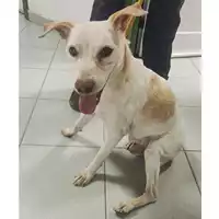Foto dell\'animale cane - Matr. 2024/1483 - Microchip 380260040197308