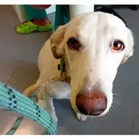 Foto dell\'animale cane - Matr. 2024/1492 - Microchip 380260170184228
