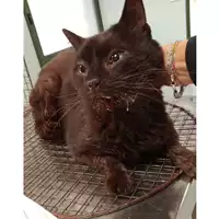 Foto dell\'animale gatto - Matr. 2024/1808 - Microchip 380260170343447