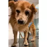 Foto dell\'animale cane - Matr. 2024/1809 - Microchip 380260080014945