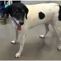 Foto dell\'animale cane - Matr. 2018/1500 - Microchip 380260002230828