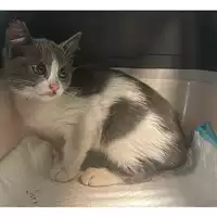 Foto dell\'animale gatto - Matr. 2024/1811 - Microchip 380260170343594