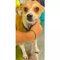 Foto dell\'animale cane - Matr. 2024/1813 - Microchip 380260171039182