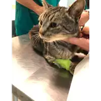 Foto dell\'animale gatto - Matr. 2021/0819 - Microchip 380260044516752