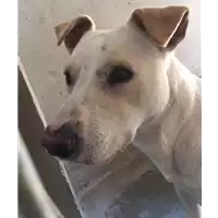 Foto dell\'animale cane - Matr. 2016/0887 - Microchip 380260042881049
