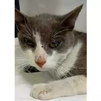 Foto dell\'animale gatto - Matr. 2024/1815 - Microchip 380260170343789