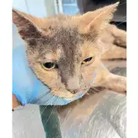 Foto dell\'animale gatto - Matr. 2024/1817 - Microchip 380260170343586