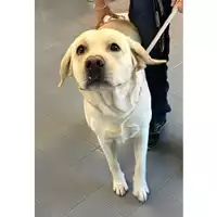 Foto dell\'animale cane - Matr. 2024/1821 - Microchip 250269610005439