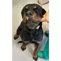 Foto dell\'animale cane - Matr. 2024/1818 - Microchip 380260170343581
