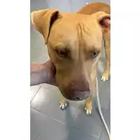 Foto dell\'animale cane - Matr. 2024/1822 - Microchip 380260160240453