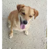 Foto dell\'animale cane - Matr. 2021/0820 - Microchip 380260044277294