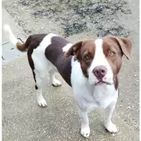 Foto dell\'animale cane - Matr. 2024/1825 - Microchip 380260170343592