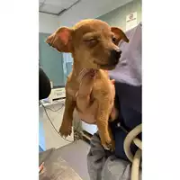 Foto dell\'animale cane - Matr. 2024/1826 - Microchip 380260170343590