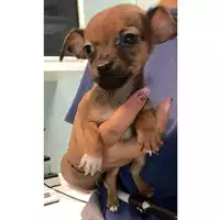Foto dell\'animale cane - Matr. 2024/1827 - Microchip 380260170343595