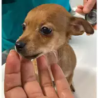 Foto dell\'animale cane - Matr. 2024/1828 - Microchip 380260170343593