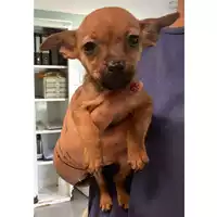 Foto dell\'animale cane - Matr. 2024/1829 - Microchip 380260170343583