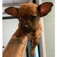 cane - Matr. 2024/1830 - Microchip 380260170343585