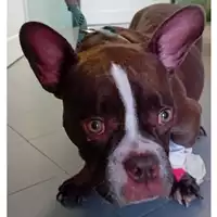cane - Matr. 2024/1832 - Microchip 380260170343799