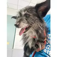 Foto dell\'animale cane - Matr. 2024/1833 - Microchip 380260170343582