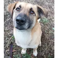 Foto dell\'animale cane - Matr. 2021/0821 - Microchip 380260044281014
