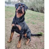 Foto dell\'animale cane - Matr. 2024/0010 - Microchip 380260044738051