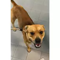 Foto dell\'animale cane - Matr. 2024/1835 - Microchip 380260170343596