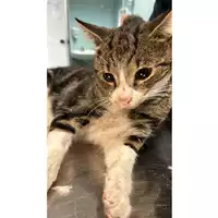 Foto dell\'animale gatto - Matr. 2024/1837 - Microchip 380260170343243