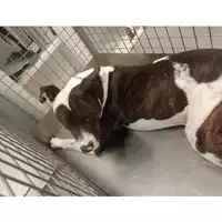 Foto dell\'animale cane - Matr. 2024/1838 - Microchip 380260170343750