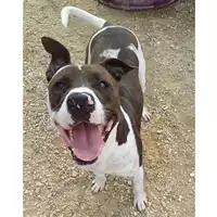 Foto dell\'animale cane - Matr. 2024/1838 - Microchip 380260170343750