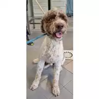 Foto dell\'animale cane - Matr. 2024/1840 - Microchip 380260160238495
